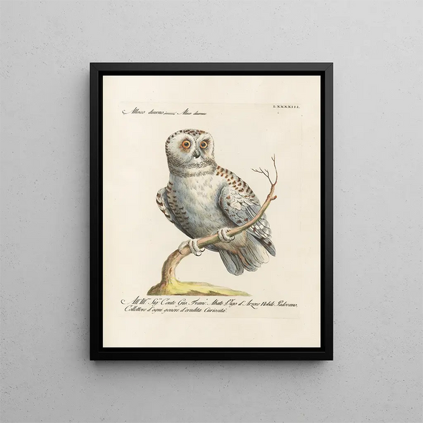 Ornithologie methodisch verdaut Pl093 - Saverio Manetti — gerahmtes Bild an der Wand