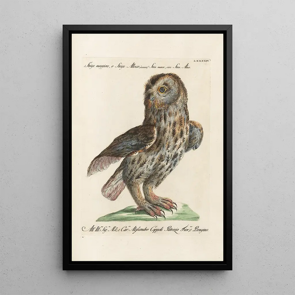 Ornithologie methodisch angeordnet Pl094 - Saverio Manetti — gerahmtes Bild an der Wand