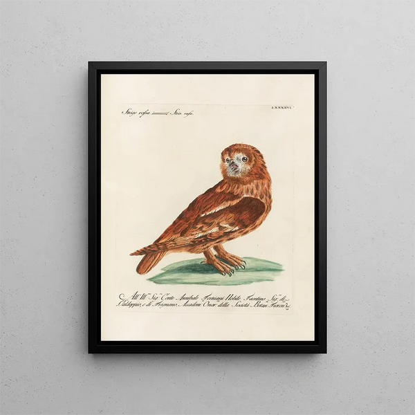 Ornithologie methodisch verdaut Pl096 - Saverio Manetti — gerahmtes Bild an der Wand