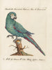 L ornithologie methodisch verdautes Gemälde Pl101 - Saverio Manetti — Ansicht des Kunstwerks