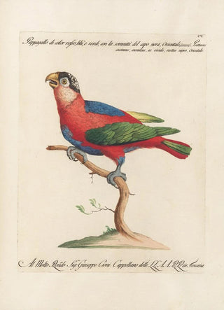 Saverio Manetti - Ornithologia methodice digesta Pl105.webp