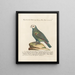 Ornithologie methodisch verdaut Pl109 - Saverio Manetti — gerahmtes Bild an der Wand