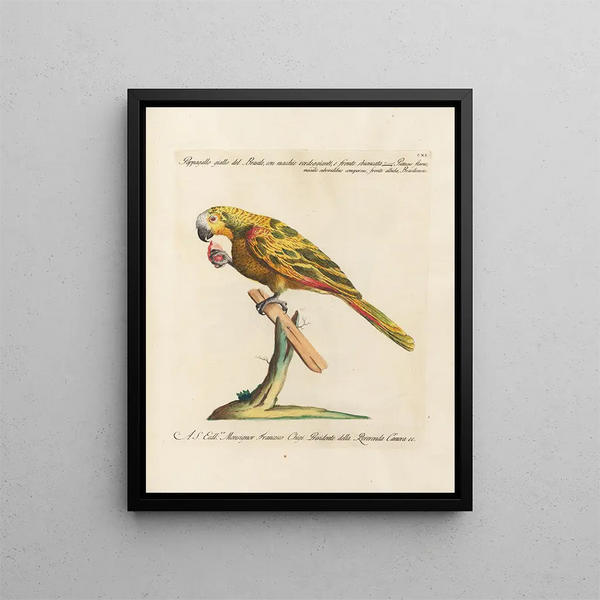 L'ornithologie methodisch verdautes Gemälde Pl111 - Saverio Manetti — gerahmtes Bild an der Wand