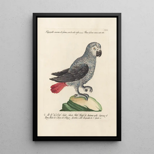 Ornithologie methodisch angeordnet Pl112 - Saverio Manetti — gerahmtes Bild an der Wand