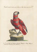 Ornithologie methodisch angeordnet Pl113 - Saverio Manetti — Ansicht des Kunstwerks