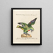 L ornithologie methodisch verdautes Gemälde Pl114 - Saverio Manetti — gerahmtes Bild an der Wand
