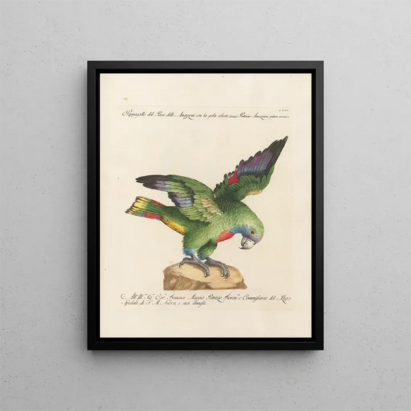 Saverio Manetti - Ornithologia methodice digesta Pl114.webp