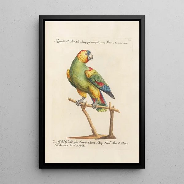 Ornithologie methodisch angeordnet Pl115 - Saverio Manetti — gerahmtes Bild an der Wand