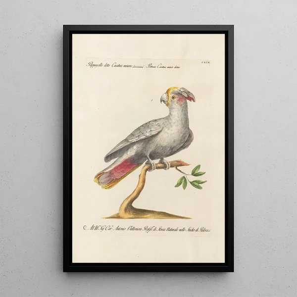 Ornithologie methodisch angeordnet Pl119 - Saverio Manetti — gerahmtes Bild an der Wand