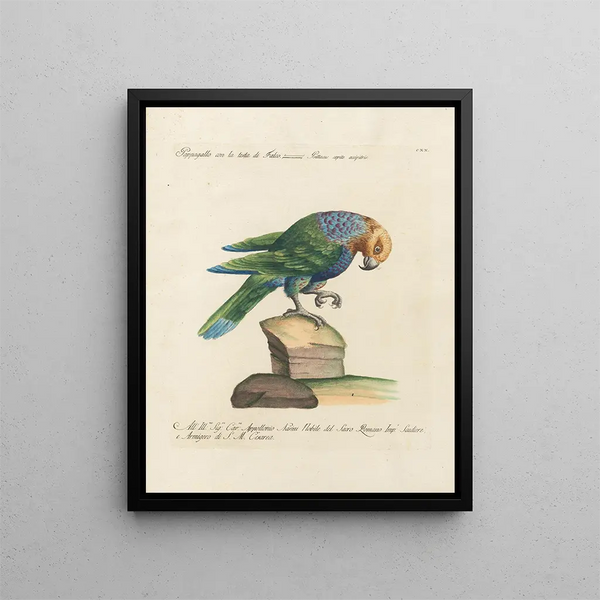 Ornithologie methodisch verdaut Pl120 - Saverio Manetti — gerahmtes Bild an der Wand