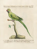 L'ornithologie méthodiquement digérée Pl123 - Saverio Manetti — Ansicht des Kunstwerks