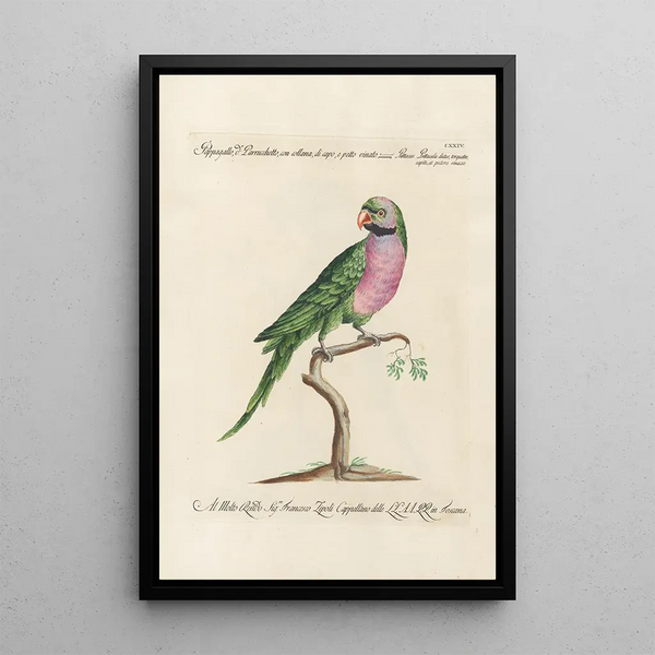 Ornithologie methodisch angeordnet Pl124 - Saverio Manetti — gerahmtes Bild an der Wand