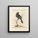 Ornithologie methodisch verdaut Pl125 - Saverio Manetti — gerahmtes Bild an der Wand