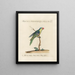 Ornithologie methodisch verdaut Pl127 - Saverio Manetti — gerahmtes Bild an der Wand