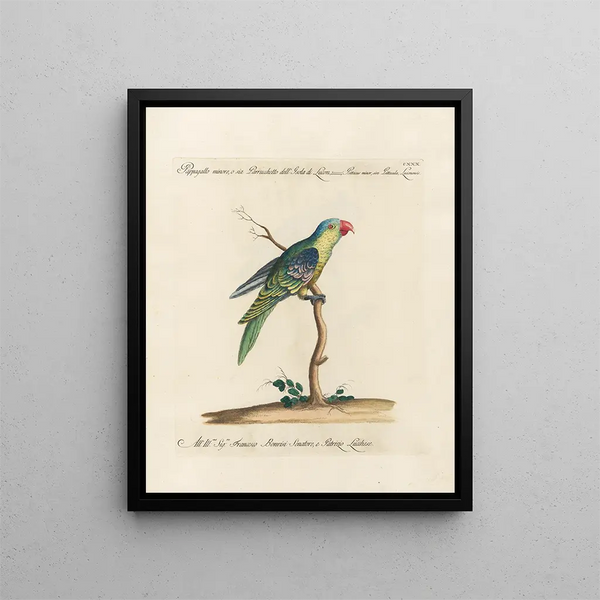 Ornithologie methodisch verdaut Pl127 - Saverio Manetti — gerahmtes Bild an der Wand