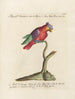 Ornithologie methodisch verdaut Pl128 - Saverio Manetti — Ansicht des Kunstwerks