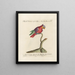 Ornithologie methodisch verdaut Pl128 - Saverio Manetti — gerahmtes Bild an der Wand