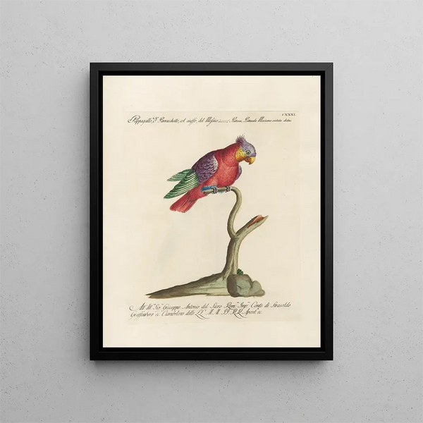 Ornithologie methodisch verdaut Pl128 - Saverio Manetti — gerahmtes Bild an der Wand