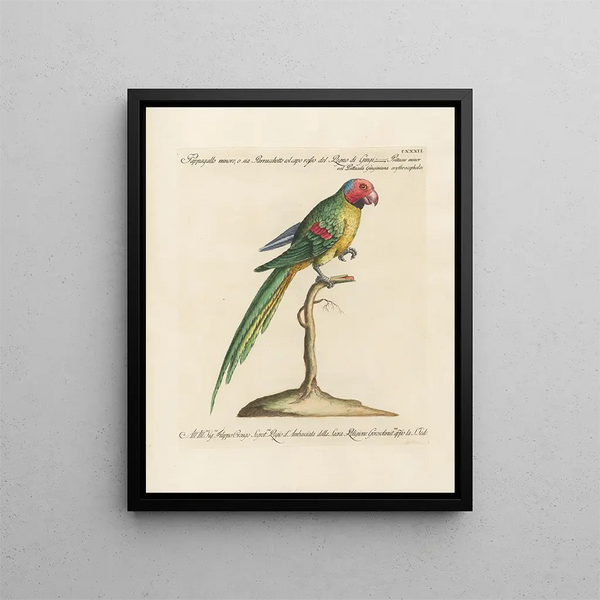 Saverio Manetti - Ornithologia methodice digesta Pl129.webp