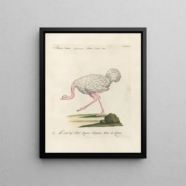 Ornithologie methodisch verdaut Pl136 - Saverio Manetti — gerahmtes Bild an der Wand