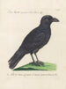 Ornithologie methodisch verdaut Pl140 - Saverio Manetti — Ansicht des Kunstwerks