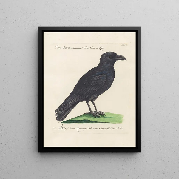 Ornithologie methodisch verdaut Pl140 - Saverio Manetti — gerahmtes Bild an der Wand