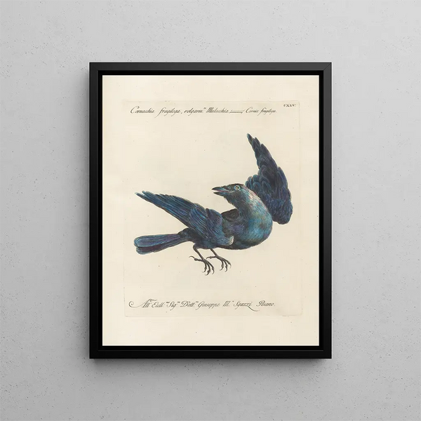 Ornithologie methodisch verdaut Pl142 - Saverio Manetti — gerahmtes Bild an der Wand