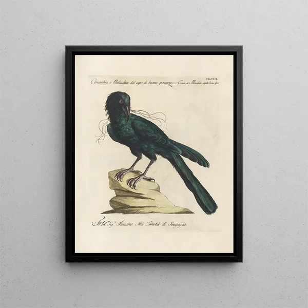 Ornithologie methodisch verdaut Pl145 - Saverio Manetti — gerahmtes Bild an der Wand
