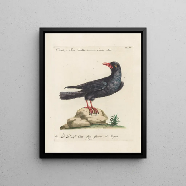 Saverio Manetti - Ornithologia methodice digesta Pl146.webp
