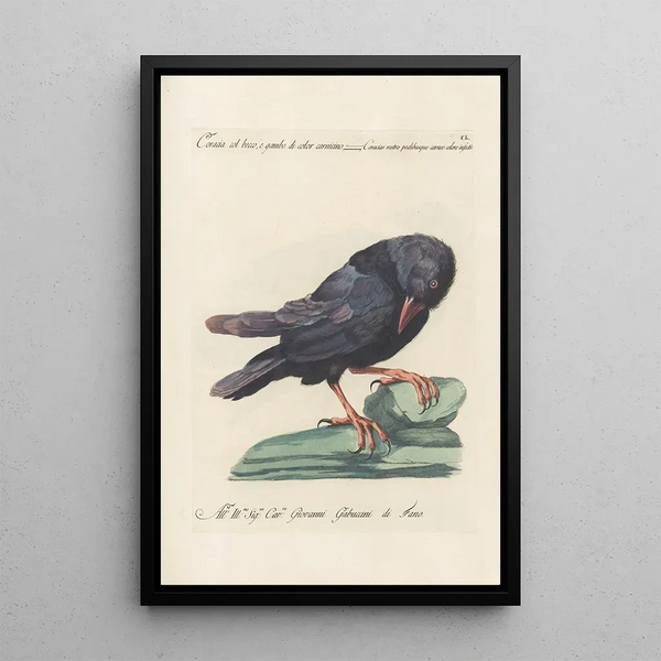 Ornithologia methodice digesta Pl147 - Saverio Manetti — gerahmtes Bild an der Wand
