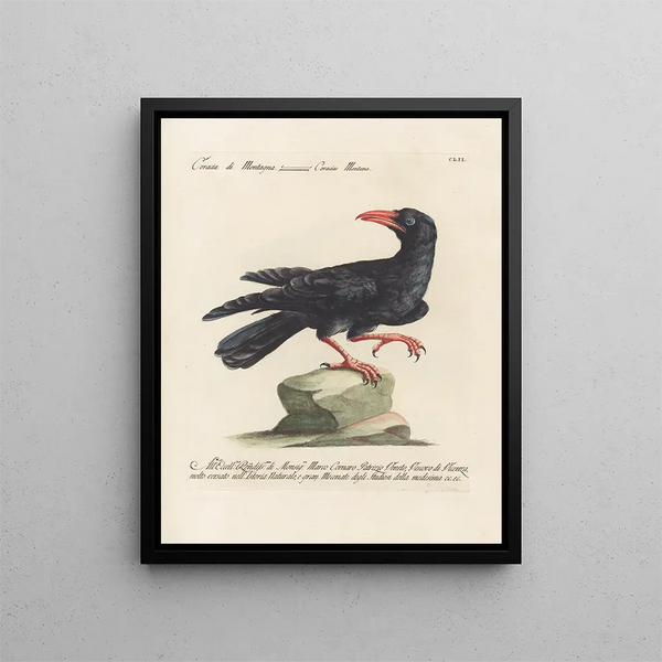 Ornithologie methodisch verdaut Pl149 - Saverio Manetti — gerahmtes Bild an der Wand