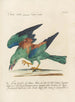 Ornithologie methodisch verdaut Pl150 - Saverio Manetti — Ansicht des Kunstwerks