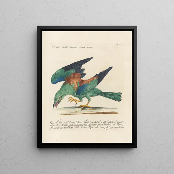 Ornithologie methodisch verdaut Pl150 - Saverio Manetti — gerahmtes Bild an der Wand