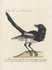 Ornithologie methodisch verdaut Pl152 - Saverio Manetti — Ansicht des Kunstwerks