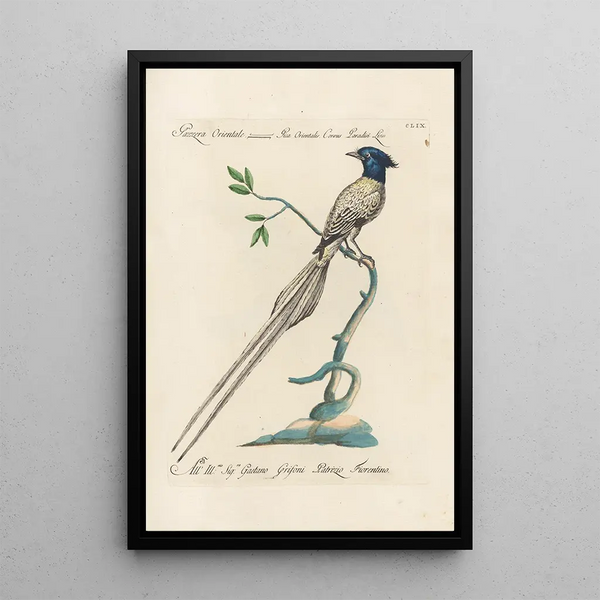 Ornithologia methodice digesta Pl154 - Saverio Manetti — gerahmtes Bild an der Wand