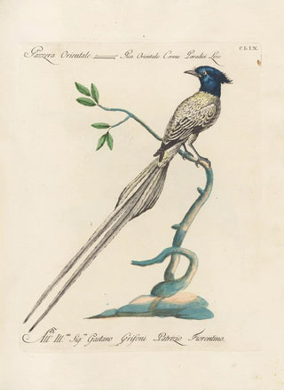 Saverio Manetti - Ornithologia methodice digesta Pl154.webp