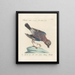 Ornithologie methodisch verdaut Pl156 - Saverio Manetti — gerahmtes Bild an der Wand
