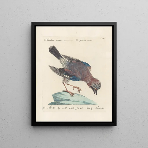 Ornithologie methodisch verdaut Pl156 - Saverio Manetti — gerahmtes Bild an der Wand