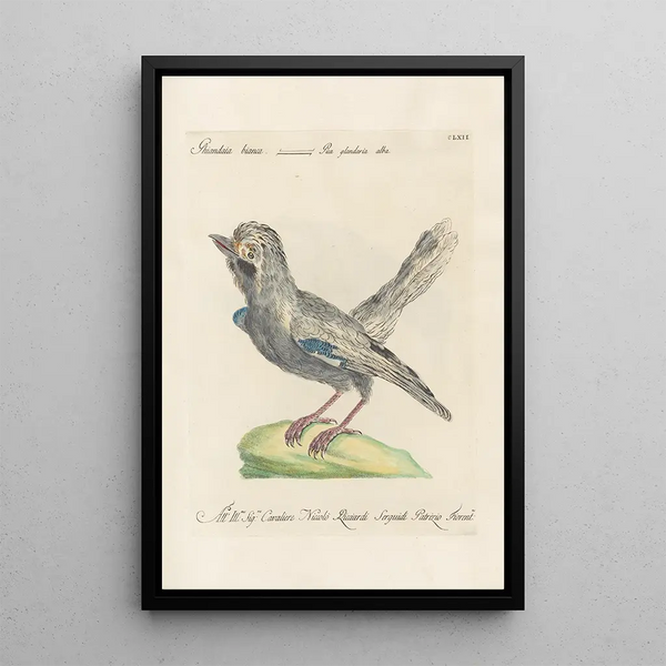 Ornithologia methodice digesta Pl157 - Saverio Manetti — gerahmtes Bild an der Wand