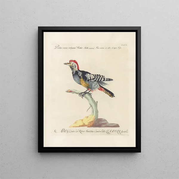 Ornithologie methodisch verdaut Pl161 - Saverio Manetti — gerahmtes Bild an der Wand