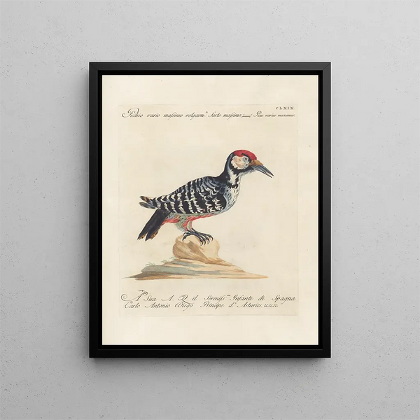 Ornithologie methodisch verdaut Pl164 - Saverio Manetti — gerahmtes Bild an der Wand