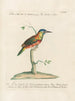 Ornithologie methodisch verdaut Pl166 - Saverio Manetti — Ansicht des Kunstwerks