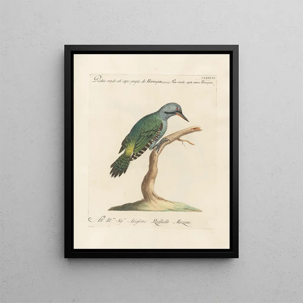 Ornithologie methodisch verdaut Pl170 - Saverio Manetti — gerahmtes Bild an der Wand