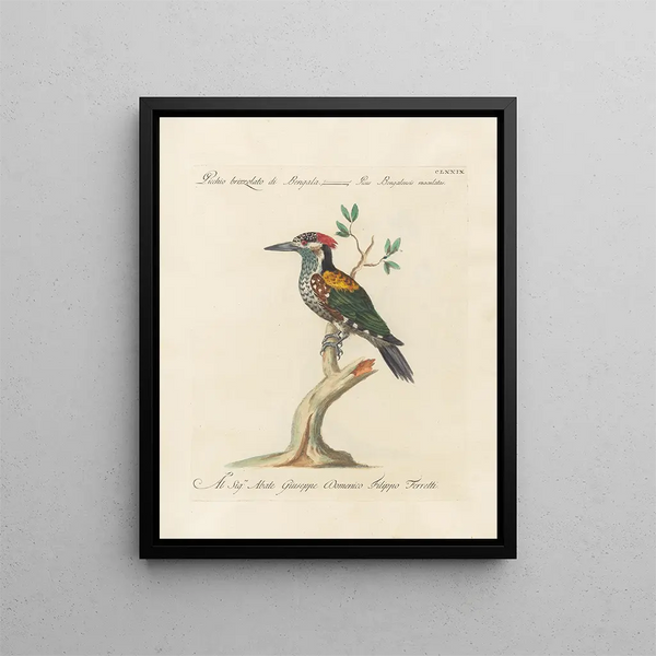 L'ornithologie a méthodiquement digéré Pl172 - Saverio Manetti — gerahmtes Bild an der Wand