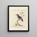 L'ornithologie a méthodiquement digéré Pl173 - Saverio Manetti — gerahmtes Bild an der Wand