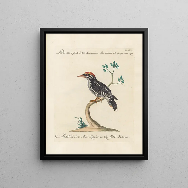 L'ornithologie a méthodiquement digéré Pl173 - Saverio Manetti — gerahmtes Bild an der Wand