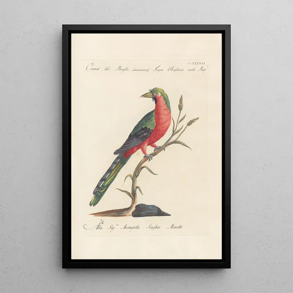 Ornithologia methodice digesta Pl178 - Saverio Manetti — gerahmtes Bild an der Wand