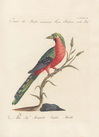 Saverio Manetti - Ornithologia methodice digesta Pl178.webp