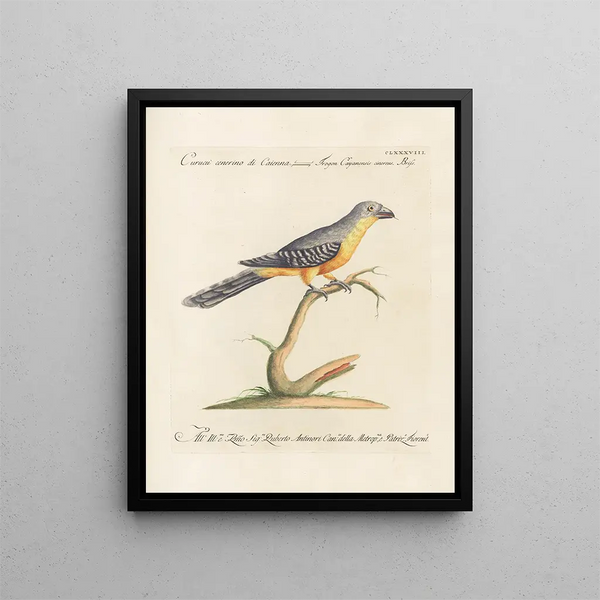 L'ornithologie a méthodiquement digéré Pl179 - Saverio Manetti — gerahmtes Bild an der Wand
