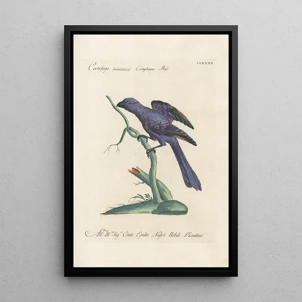 Ornithologia methodice digesta Pl181 - Saverio Manetti — gerahmtes Bild an der Wand